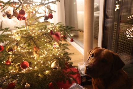 Notre chien est le seul qui accepte de poser devant l’arbre.