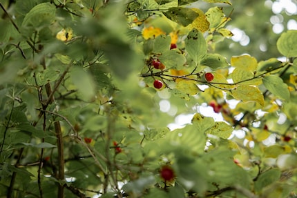 Cornelian cherries are a delicious snack. But don’t confuse them with rowan berries.