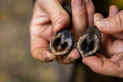 Black walnuts help with blood and intestinal detoxing, reduce inflammation and much more.