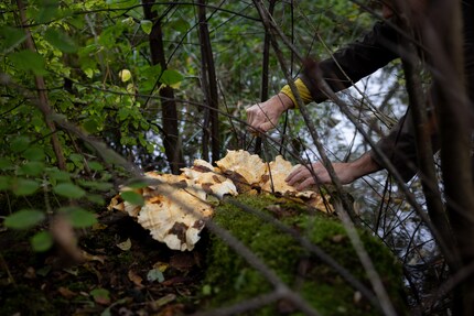 Delicious chicken: hen of the woods mushrooms are suitable as a chicken substitute.