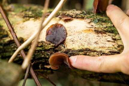 Wood ears have a blood-thinning effect and are good for the heart.