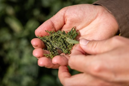 Nettle seeds are a good remedy against germs. For example, when you’re starting to develop a cold.