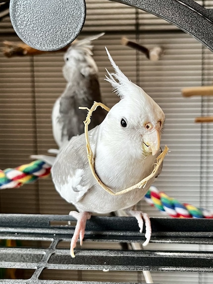 Cookie est visiblement fier de son nouvel accessoire.