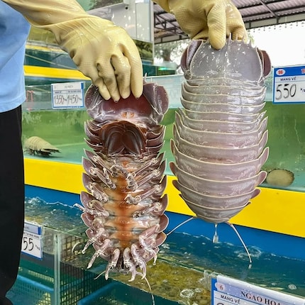 The isopods of the genus Bathynomus can be over 30 centimetres long and weigh more than a kilo. 