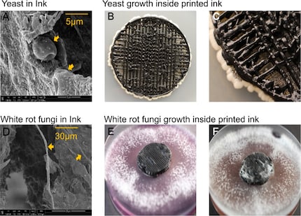 Des champignons se reproduisent sur les électrodes imprimées en 3D.