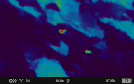 Une vache et un veau à une distance de 600 mètres avec un grossissement de 10 fois.