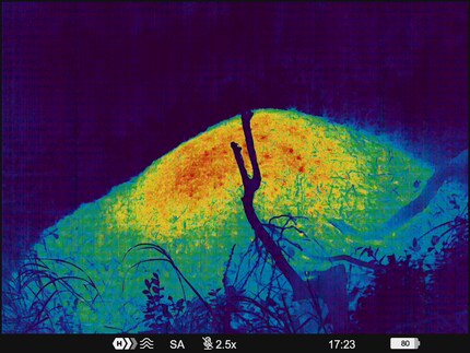 Une immense fourmilière prise avec l’appareil d’imagerie thermique TELOS XL50 en mode arc-en-ciel.