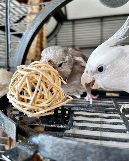 Cookie’s also discovered photobombing.