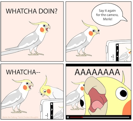 In the comic, Merle the cockatiel is asked to repeat a sentence in front of the camera. It’s just a pity that her buddy brazenly screeches into the lens and drowns her out.