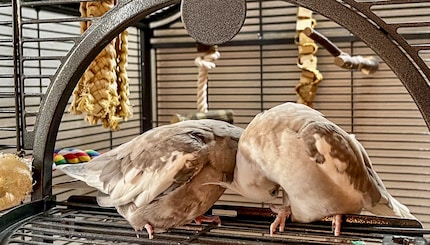 Rio and Cookie also rarely agree on who starts the scratch. What a shame. Because in the end, often nobody gets a cuddle.
