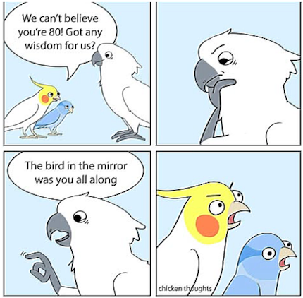 The cockatiel and his blue roommate are completely flabbergasted when the cockatoo tells them the truth.