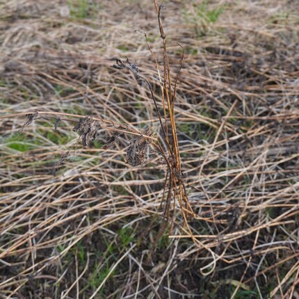 In winter, the stinging nettle stem and individual, withered leaves remain.