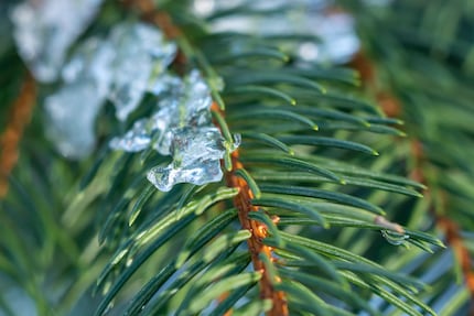You can find pine needles all winter long.