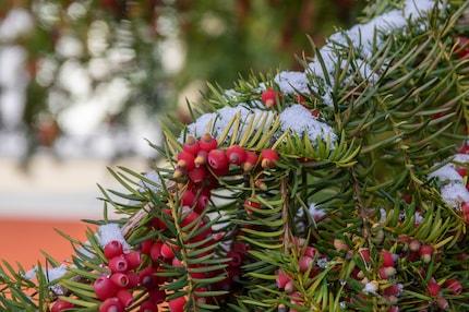 The yew has flat, soft needles and also bears red berries until winter. You can eat them (apart from the poisonous centre). However, you should definitely avoid the needles.