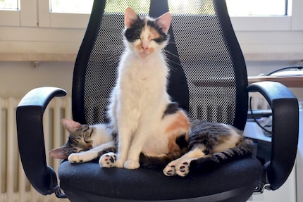 Who’s in charge here, you ask? Take a look at the VIP chair and find out.