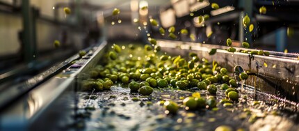 La qualité de l’huile d’olive dépend de nombreux facteurs, notamment du conditionnement et du type d’olive ainsi que de la manière et du moment de la récolte.