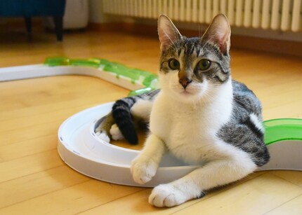 Traffic jam on the Cat 1. It doesn’t take long before Jasper just uses the ball track for lying on.