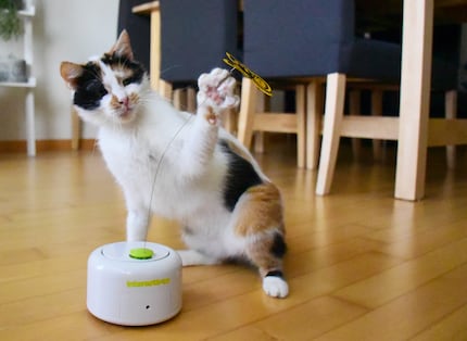 There’s no holding back for Joy, who darts out her paw at the deceptively real butterfly.