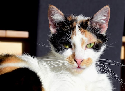 Her stern look is deceptive, as on the surface, Joy likes a lot of toys. But only a few truly win her over.