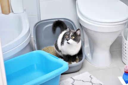 Zoomies after going to the toilet are a well-known phenomenon in cats.