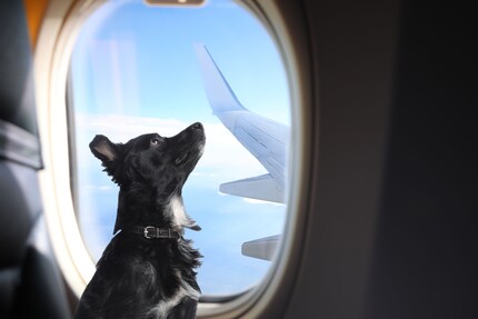 Certaines compagnies aériennes, comme Swiss, autorisent les chiens de moins de huit kilos à voyager dans la cabine.