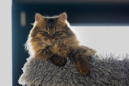 Majestueuse comme une lionne, Lemon me regarde d’en haut.
