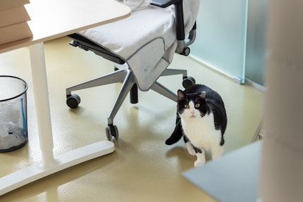 Les chats très timides s’habituent aux humains dans ce bureau.