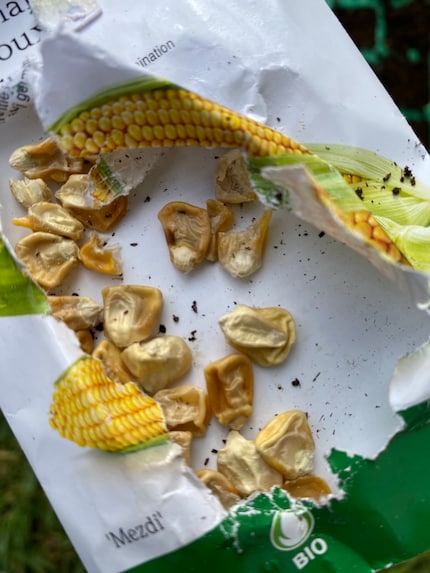The seeds already look like corn!