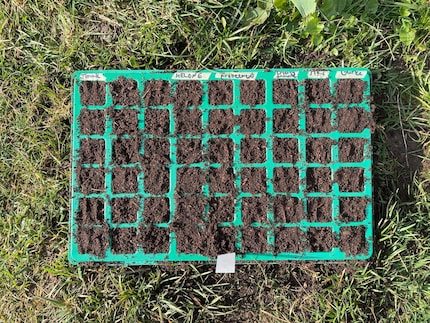 A milestone: The first seeds have been sown.