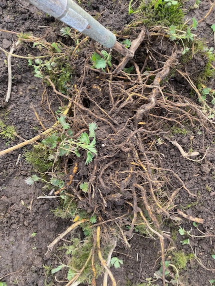 Have at it, you thick weed root!