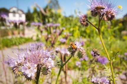 Buzz, buzz, buzz - bees buzz around.
