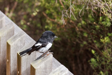 A tomtit in the Waiotapu area, taken with the 24-105 mm.