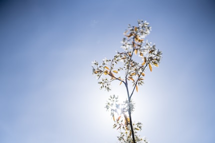 Even in direct backlight, the contrast is maintained and lens flare is very well controlled. Vignetting is pronounced at open aperture, but could easily be corrected.