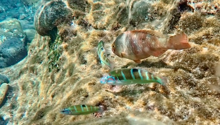Un cliché pris lors de mon excursion sous l'eau.