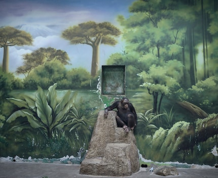 The painted backdrop of this chimpanzee enclosure in Shanghai is pretty, but only serves humanbsch, but only serves as a calming illusion for human observers