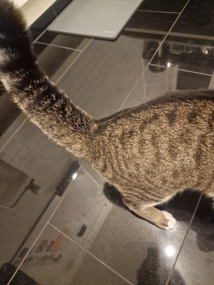 Le raton laveur Jasper dans la cuisine. Et si on faisait la vaisselle ?