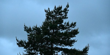 64,000 ISO, JPEG, unedited.