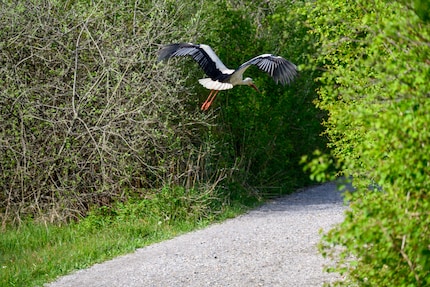 The autofocus detects birds in fast motion. However, you also need a fast lens.