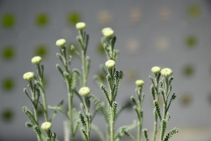 Les bourgeons de l’herbe sacrée sont déjà superbes.
