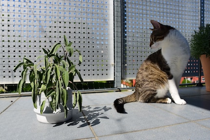 Rien qu’en la voyant, mon chat Jasper préfère se retirer rapidement à l’ombre.
