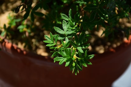 N’hésitez pas à les compter : il devrait y avoir cinq petites feuilles par tige.