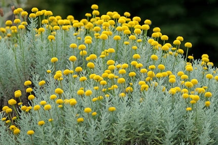 Voilà à quoi pourraient ressembler les fleurs.