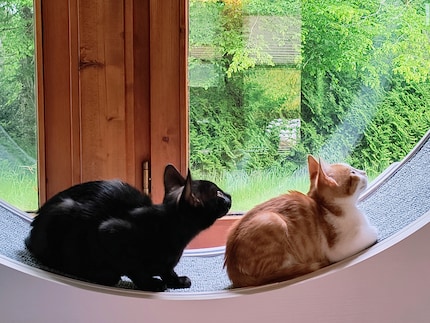 Balu (left) and his sister Bonnie have moved in with us.