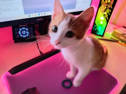 Bonnie has an obsession with hair ties. Unfortunately the photo’s a little blurred. When Bonnie isn’t sleeping, she barely stays still for a second – I have to be quick.
