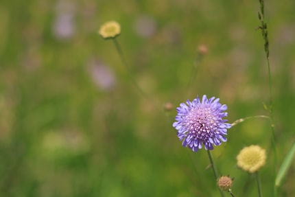 I don’t see the aperture in the metadata, but I noted it for this image: f/2