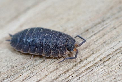 Les cloportes ne sont pas des insectes, mais des crustacés.