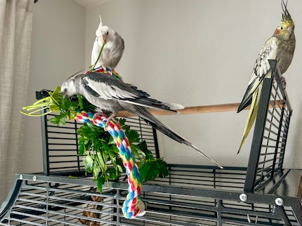 The trio munch on fresh parsley from the weekly market.