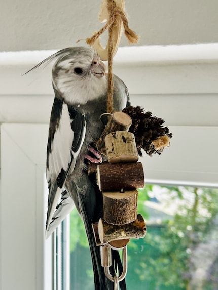As long as Rio chills in front of the window, it remains closed.