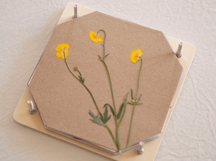 Après une à trois semaines, les fleurs sont complètement sèches.