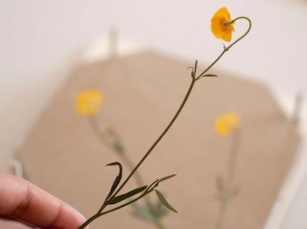 Le jaune vif de la renoncule a survécu à la presse à fleurs.